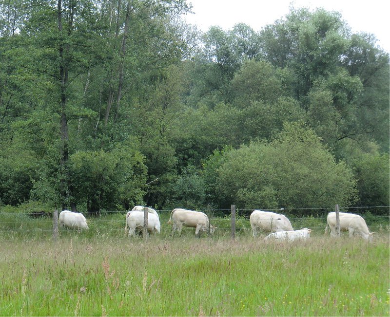 2014-06-07-RBD aux Vaux de Cernay